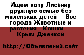 Ищем коту Лисёнку дружную семью без маленьких детей  - Все города Животные и растения » Кошки   . Крым,Джанкой